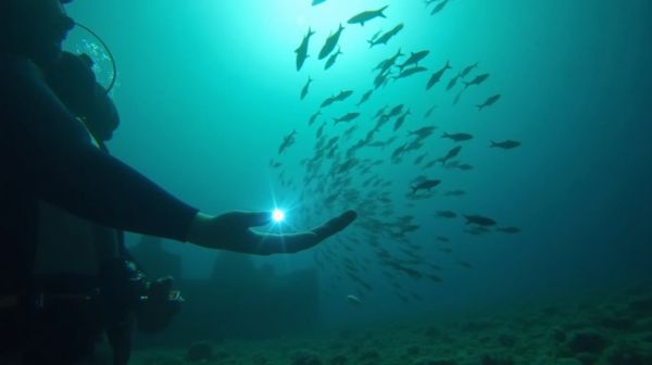 Adoptez ces stratégies surprenantes pour éliminer les poissons d'argent